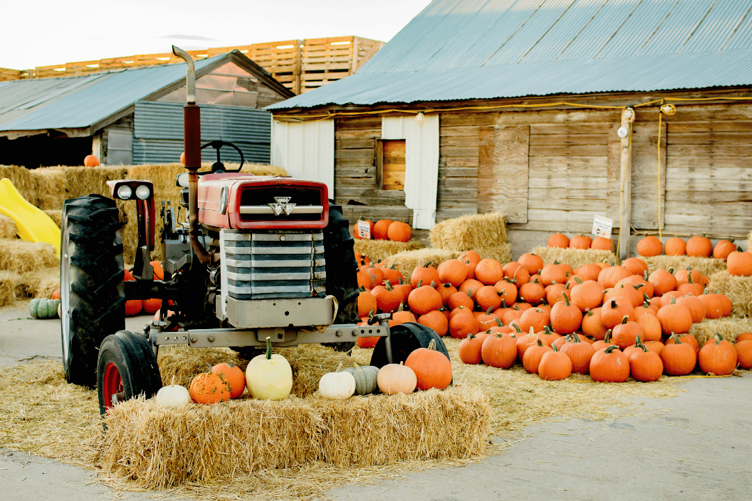 Featured image for “McFarland Family Farms”